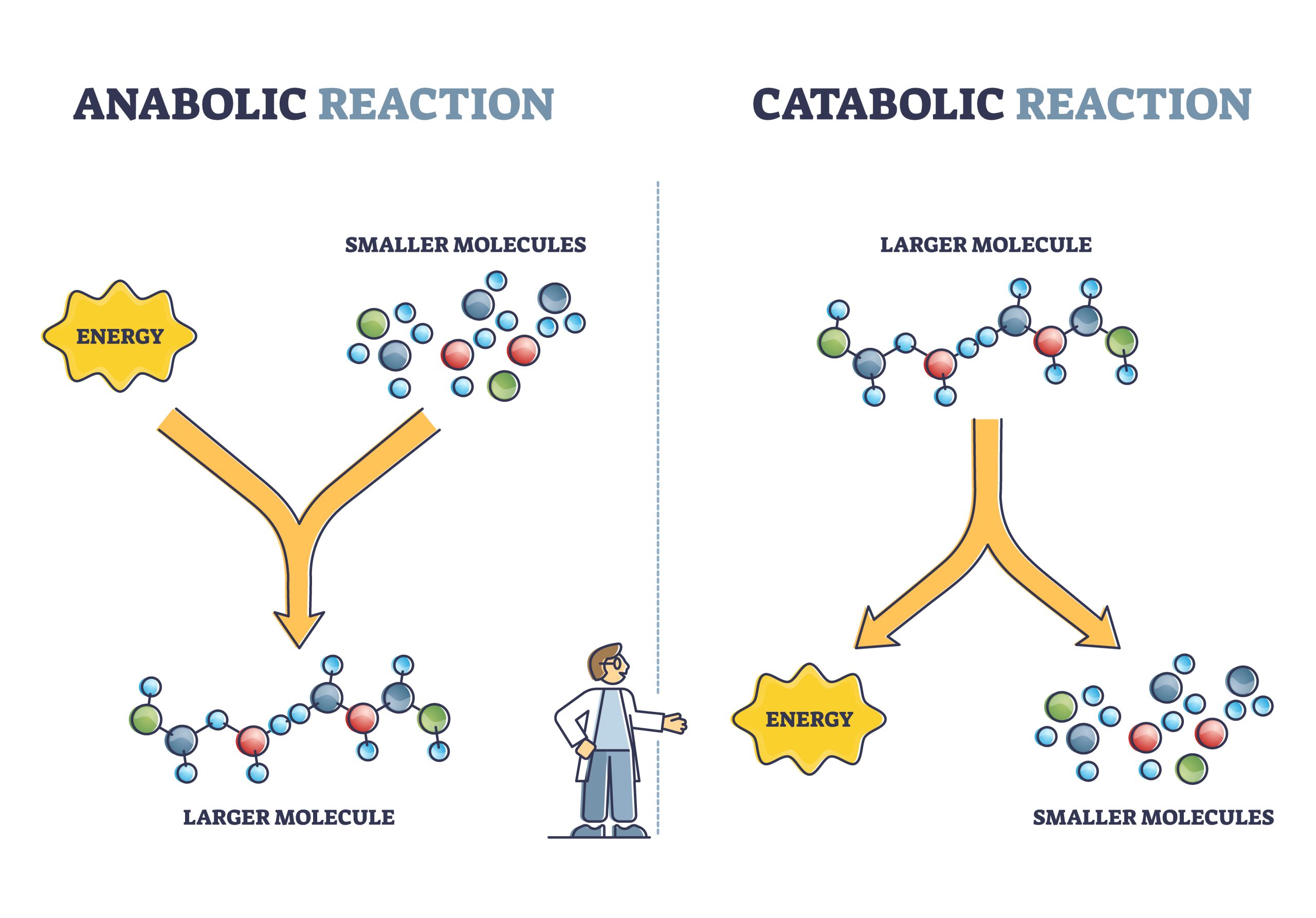 Anabolic vs catabolic reaction comparison in metabolism outline diagram Anabolic vs catabolic reaction comparison in metabolism outline diagram. Labeled educational cellular ATP energy storage building up and breaking down bio chemical process cycle vector illustration.