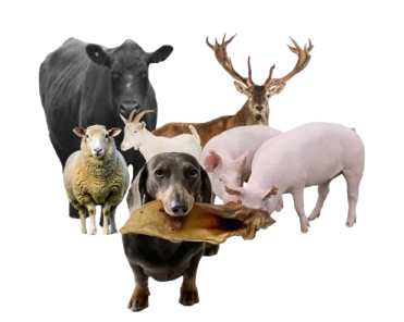 Animal-Combination---Dried-Ear-removebg-preview Animal-Combination---Dried-Ear-removebg-preview