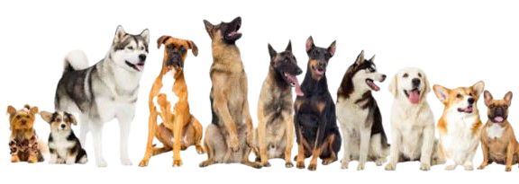 1_Edited_참조_Dog사진1-removebg-preview 1_Edited_참조_Dog사진1-removebg-preview