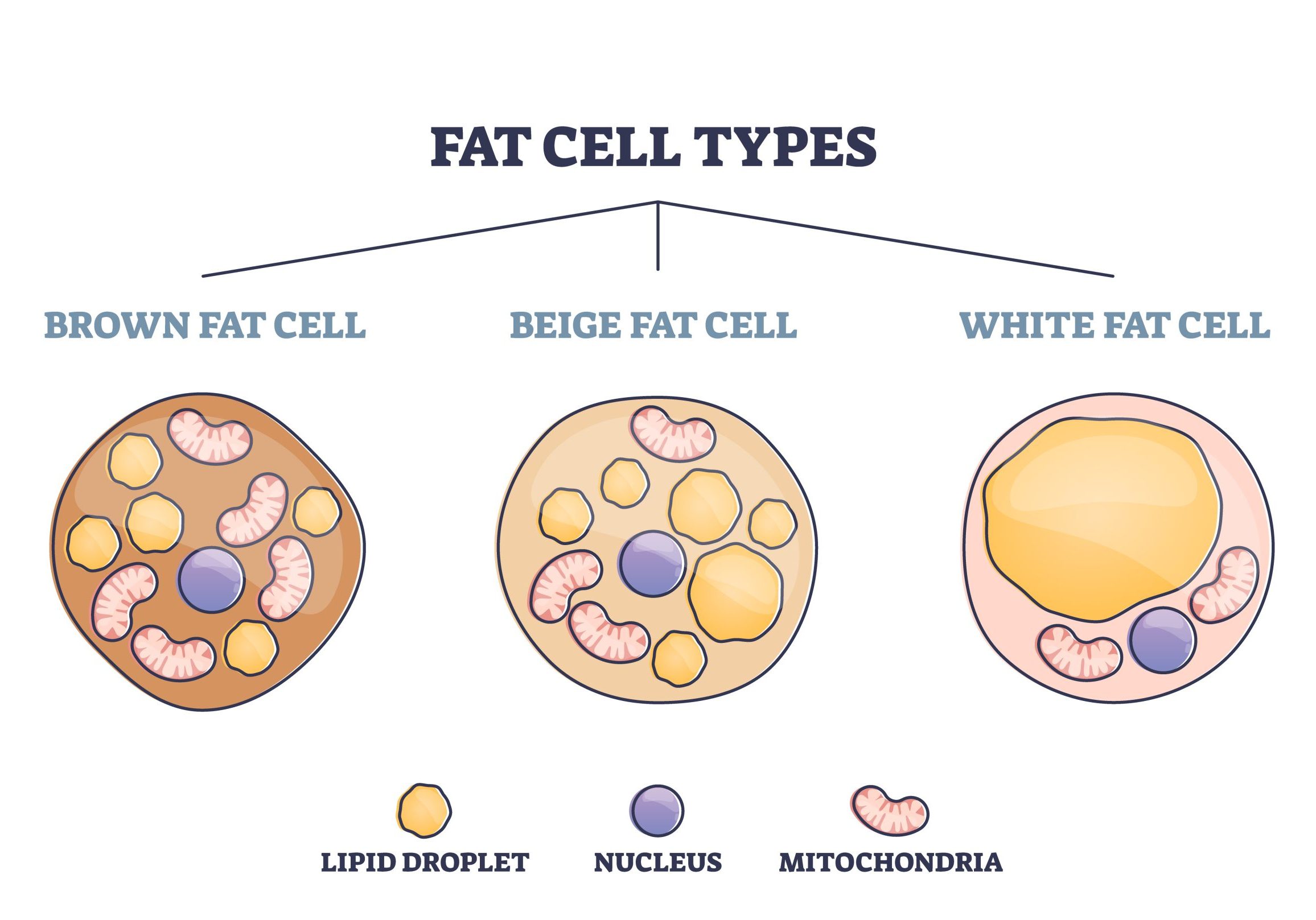 Fat cell types as adipocyte division in brown, beige or white outline diagram Fat cell types as adipocyte division in brown, beige or white outline diagram. Labeled educational lipocytes comparisons and differences vector illustration. Cellular energy storage tissues examples.